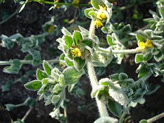 lotus heermannii var. heermannii